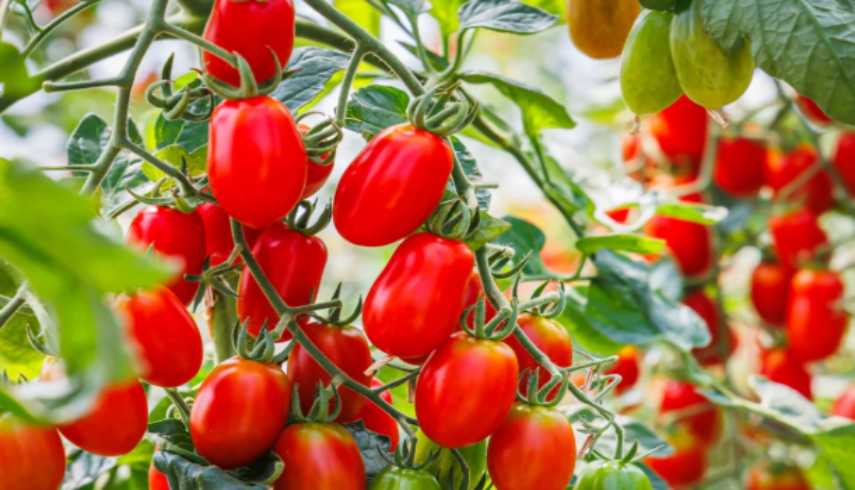 tomate